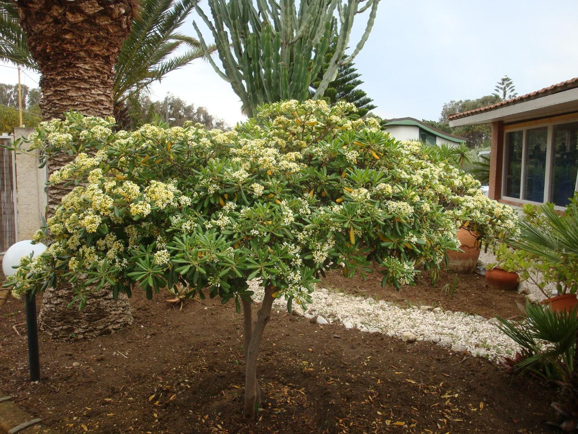 Villa Cetta B&B San Leone Extérieur photo